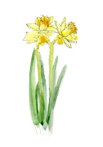 Sarah Maycock – Spring time at William & Son (Advertising Campaigns, Editorial Commissions, illustrator, Licensing)