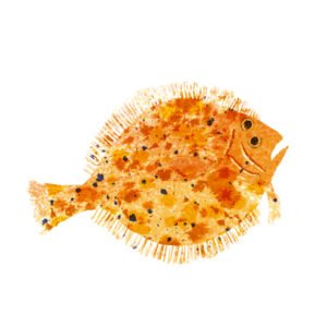 Claire Harrup illustrates beautifully textured fish for Eating Well magazine. – Rocking Around The Book With Author, Illustrator (+ Musician) Tom Knight! (Bright Group, Children’s Books, illustrator) (editorial, illustrator, The Artworks)