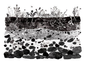 Quite the buzz: Claire Harrup Illustrates The Wild Bee Handbook for Hardie Grant and Quadrille (illustrator, publishing, The Artworks)