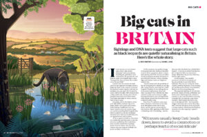 Big Cats in the British Countryside, Illustrated by Daniel Long (editorial, illustrator, The Artworks)