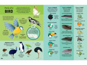 Carole Verbyst – Big Book of Facts for Usborne (Exhibitions, NB Illustration, publishing)