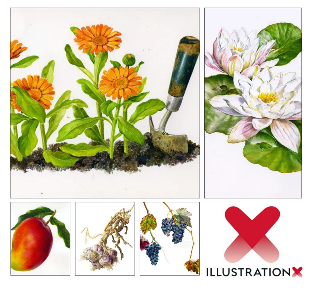 Rosie Sanders Rosie Sanders IllustrationX