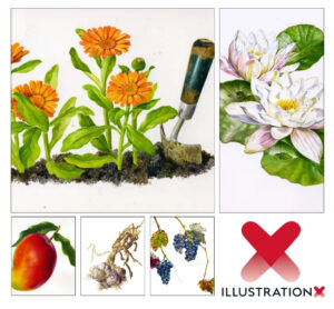 Rosie Sanders IllustrationX 1