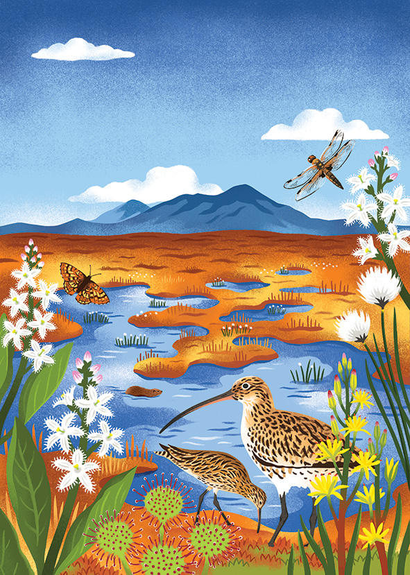 The RSPB Annual report illustrated by Lucy Davey (illustrator, The Artworks)
