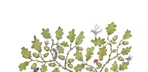 Clare Mackie (Artist Partners Ltd, illustrator)