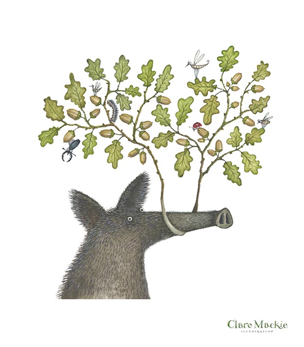 Clare Mackie (Artist Partners Ltd, illustrator)