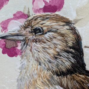 Female Chaffinch Close Up 1