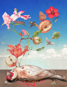Laurindo Feliciano for BBC Wildlife (editorial, illustrator, The Artworks)
