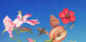 Laurindo Feliciano for BBC Wildlife (editorial, illustrator, The Artworks)