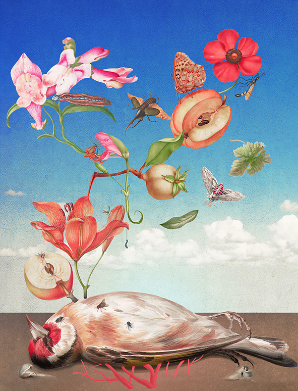 LAURINDO 1 LOW – Laurindo Feliciano for BBC Wildlife - Laurindo Feliciano for BBC Wildlife (editorial, illustrator, The Artworks) Laurindo Feliciano for BBC Wildlife (editorial, illustrator, The Artworks)