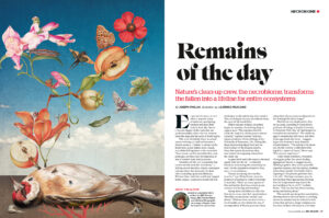 Laurindo Feliciano for BBC Wildlife (editorial, illustrator, The Artworks)