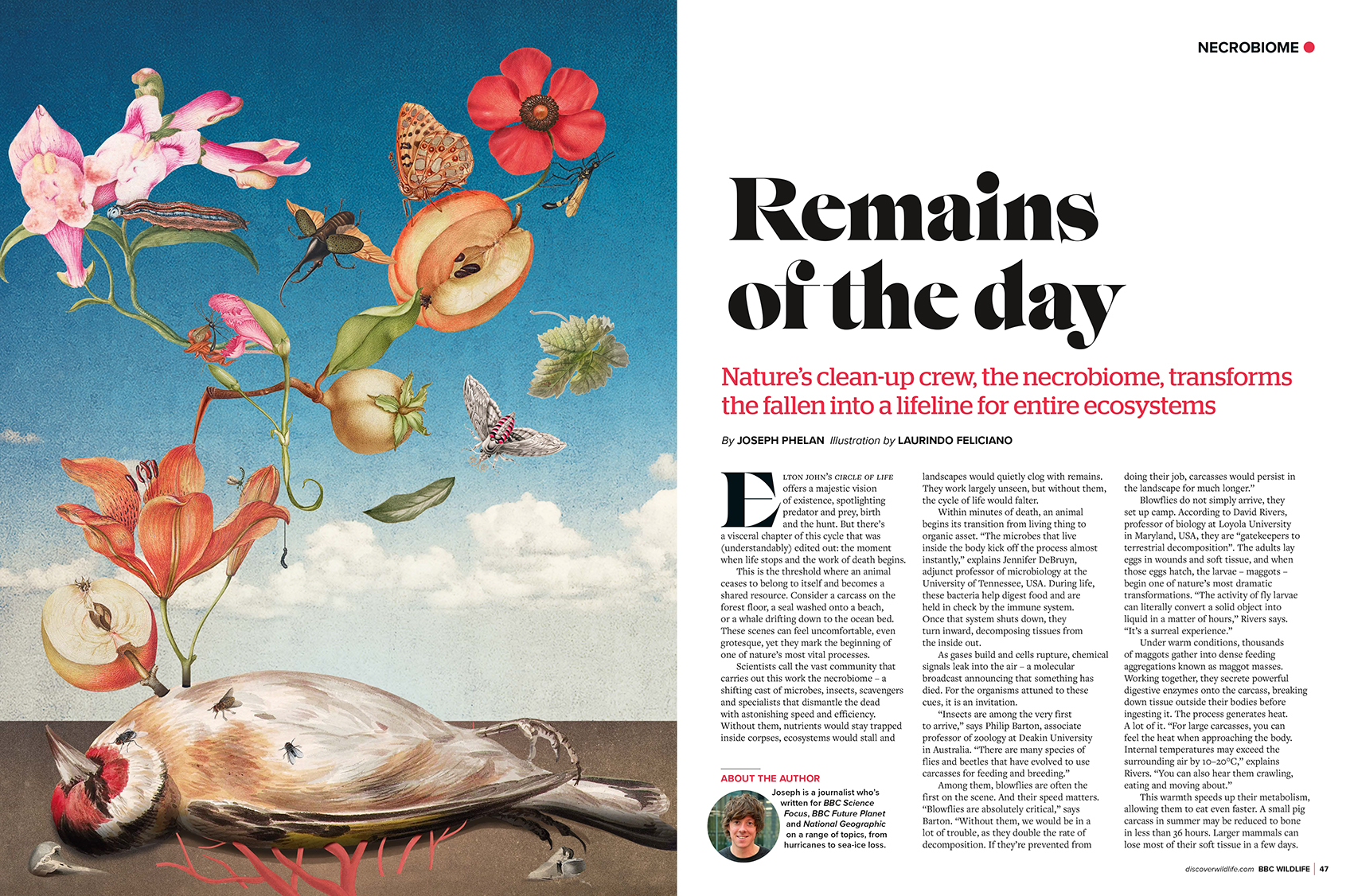 LAURINDO 2 - Laurindo Feliciano for BBC Wildlife (editorial, illustrator, The Artworks) Laurindo Feliciano for BBC Wildlife (editorial, illustrator, The Artworks)