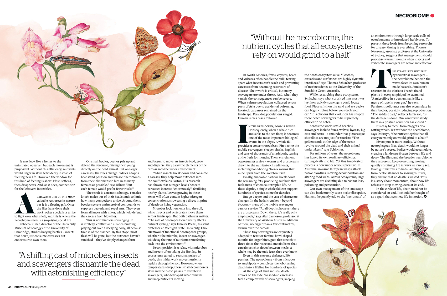 LAURINDO 3 - Laurindo Feliciano for BBC Wildlife (editorial, illustrator, The Artworks) Laurindo Feliciano for BBC Wildlife (editorial, illustrator, The Artworks)