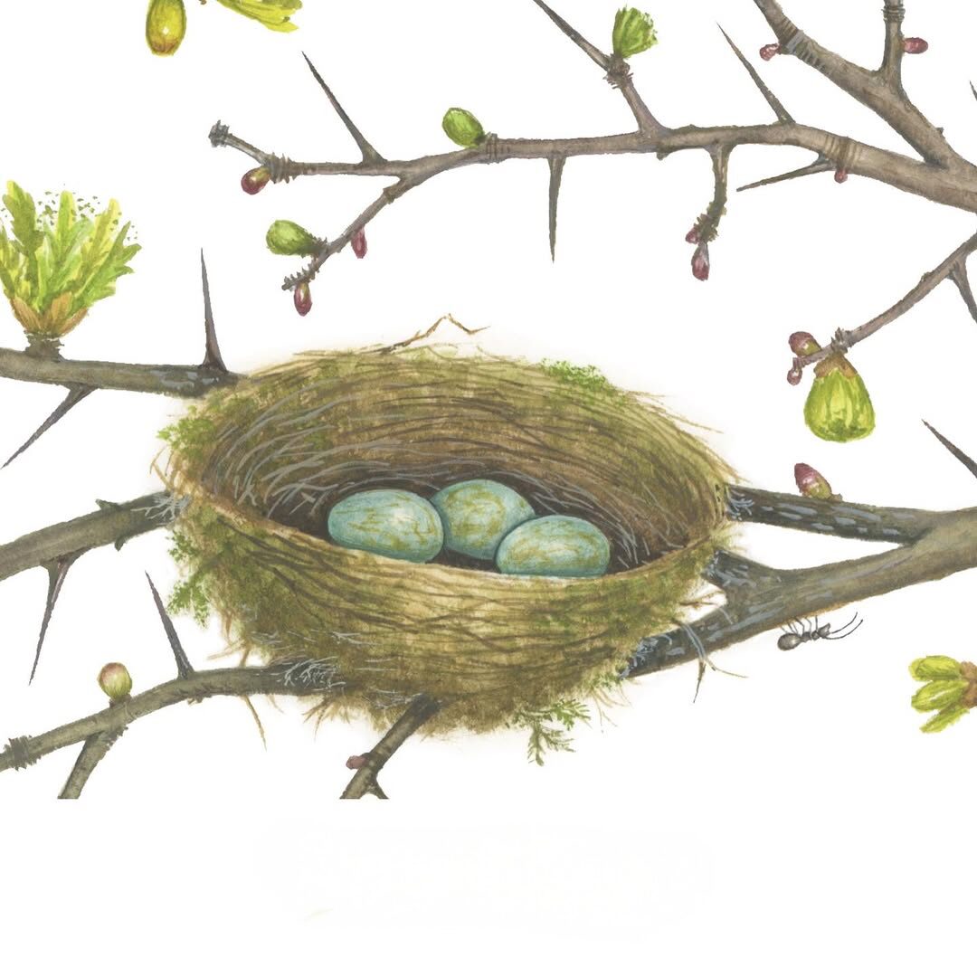 Clare Mackie (Artist Partners Ltd, illustrator)