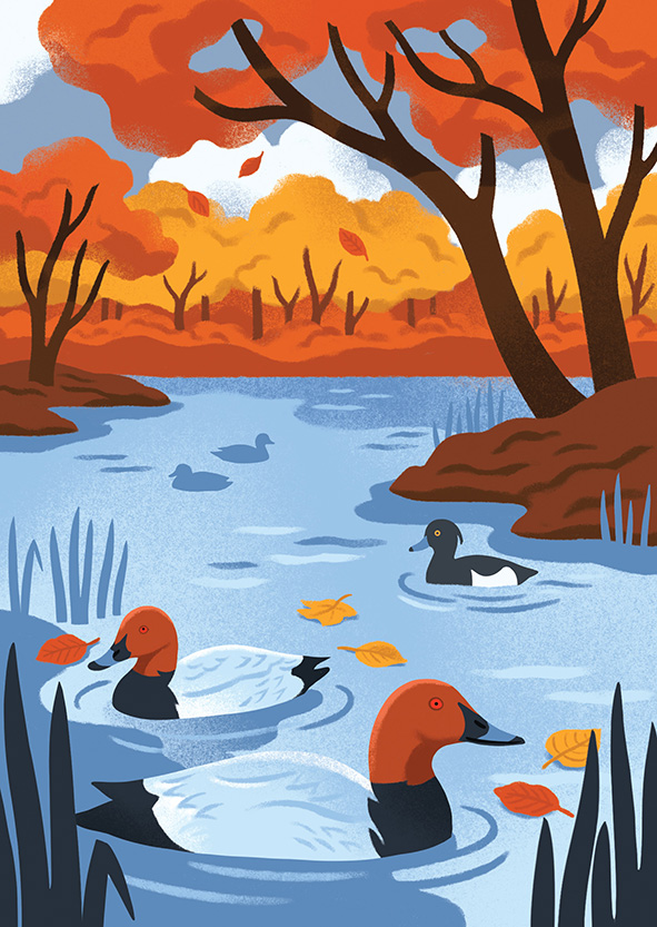 Ducks LOW – Lucy Davey for Flock Cards (Design Projects, illustrator, The Artworks) Lucy Davey for Flock Cards (Design Projects, illustrator, The Artworks)